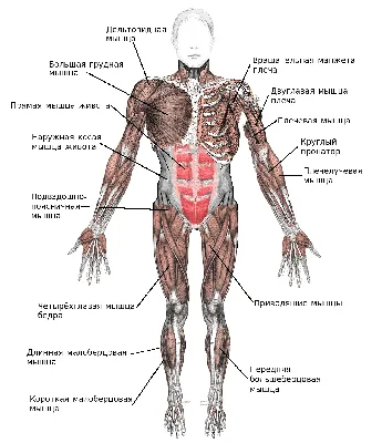 Орган брюшной полости Анатомия тела человека Желудок, брюшная полость,  другие, анатомия человека, физиология png | PNGWing