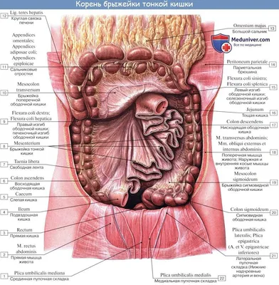 Брюшная аорта — Википедия