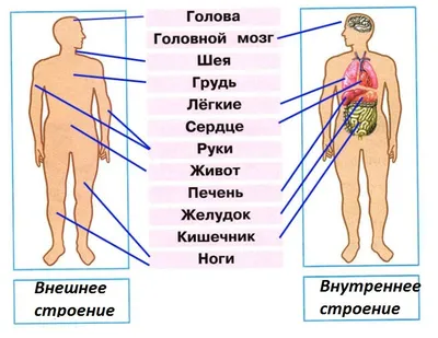 Структура тела человека картинках