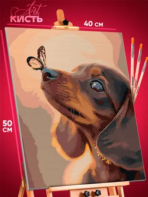 Обои такса, щенок, Чихуахуа, собака породы, пес для iPhone 6, 6S, 7, 8  бесплатно, заставка 750x1334 - скачать картинки и фото