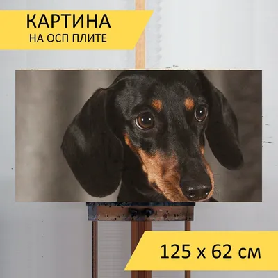 Картинки глаза, собака, такса - обои 1366x768, картинка №39486