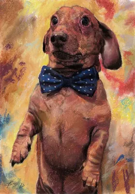 Картина по номерам на холсте животные собака Такса и Бабочка - купить с  доставкой по выгодным ценам в интернет-магазине OZON (966693858)