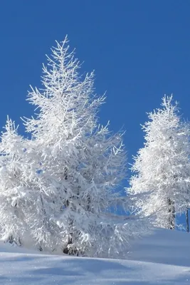 Красивые зимние обои на телефон [35+ изображений]