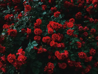 Букет из 35 темно-красных роз (60 см) – купить оптом и в розницу в Москве и  Московской области – Городская База Цветов