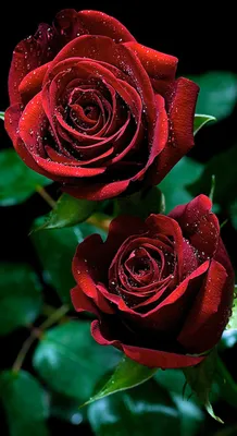 Купить Темно красные розы в Москве недорого с доставкой
