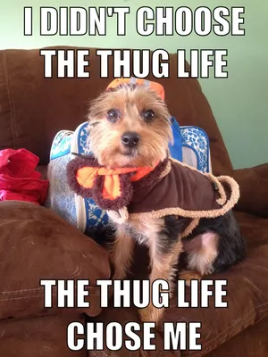 Thug Life | Смешные фотографии животных, Очаровательные котята, Фотографии  животных
