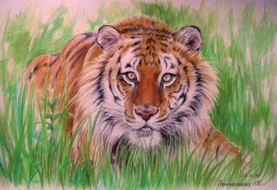 Тигр.Царь леса.Картина цветными карандашами. картина в подарок. Картина на  заказ. Картины с животными. Картина с тигром. Тигр картинки. Т… | Big cats,  Cats, Animals