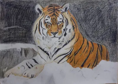 Тигр рисунок карандашом штрих» — создано в Шедевруме