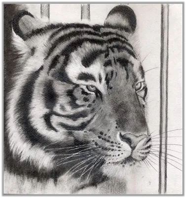 Рисунки тигра карандашом для срисовки (23 фото) 🔥 Прикольные картинки и  юмор