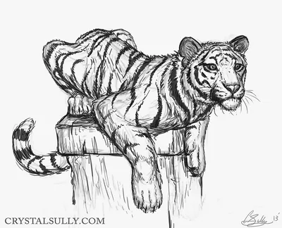 Амурский тигр рисунок карандашом - 51 фото