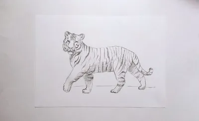 Тигр нарисован карандашом на белой …» — создано в Шедевруме