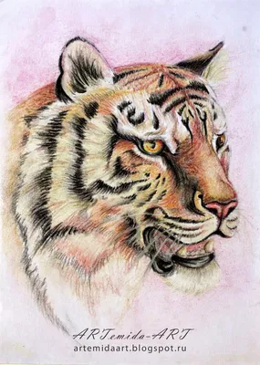 Портрет тигра, бумага, карандаш, 40х40 – заказать на Ярмарке Мастеров –  DF2WDBY | Картины, Москва