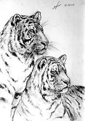 Рисунок тигра карандашом лежащий (33 шт)