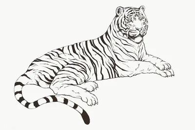 Осторожно, рядом тигр! | Пикабу