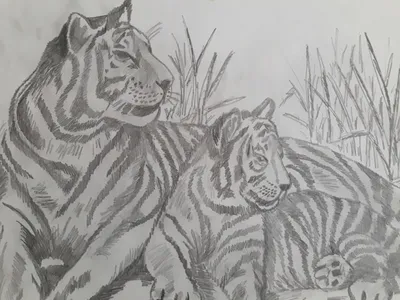 Лежачий тигр рисунок карандашом - 67 фото