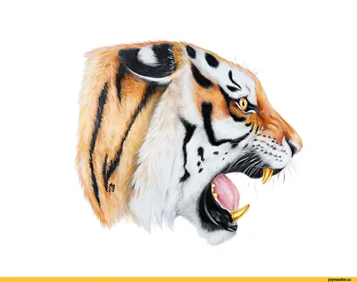 Кошка карандашом кружка с ручкой в виде тигра (цвет: белый + оранжевый) |  Все футболки интернет магазин футболок. Дизайнерские футболки, футболки The  Mountain, Yakuza, Liquid Blue