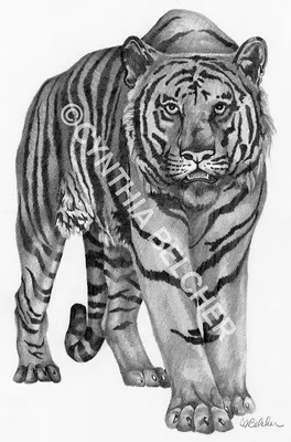 рисунок тигров карандашом