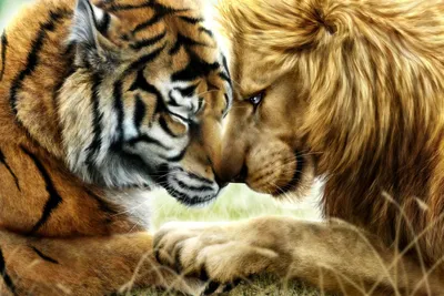 Тигры львы