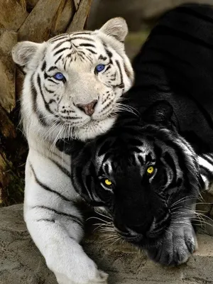 Черный тигр картинки - 71 фото
