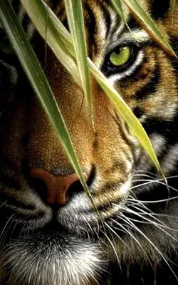 Тигр на аву (30 фото) - shutniks.com