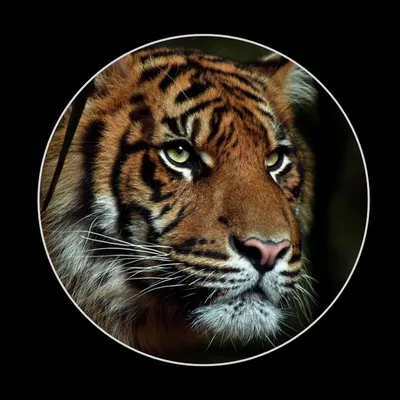 картинки #аватары #фото #авы #фотографии #Животные #Тигры  https://avatarko.ru/kartinka/7856 | ВКонтакте