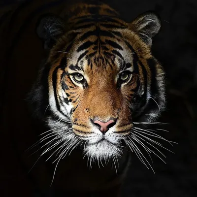 Глаз белого тигра голубого цвета — Картинки для аватара