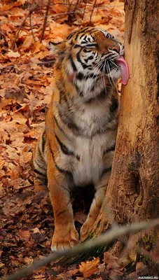 Картинки тигра на аву (50 лучших фото)