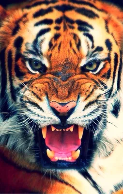 Картинки тигра на аву (50 лучших фото)