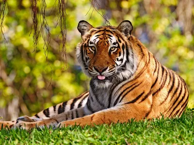Тигров разных пород красивых для аватарок - картинки и фото koshka.top