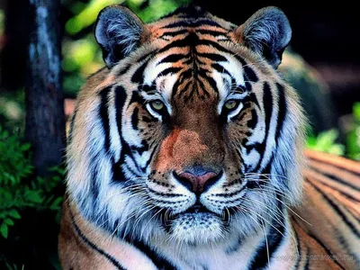 Лицо тигра - красивые фото