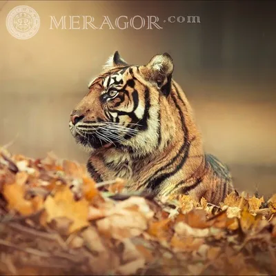 Картинки На Аву Тигр – Telegraph