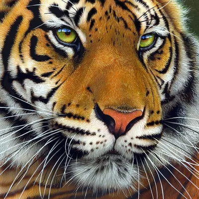 Тигр с недоумевающим выражением морды из мультфильма про Алладина |  Картинка на аву