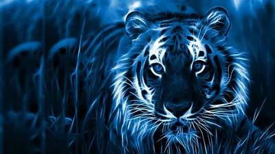 Тигр в ярости с горящими глазами — Картинки для аватарки