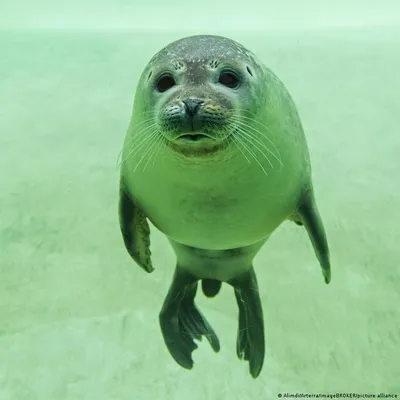 Какие тюлени обитают в Германии и где на них посмотреть? – DW – 01.02.2023