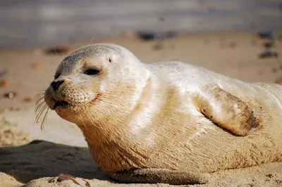 Причины гибели тюленей на Каспии изучают ученые трех институтов |  Ветеринария и жизнь