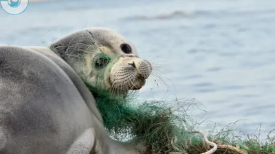В Белом море провели авиаучёт популяции гренландского тюленя
