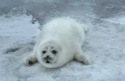 Полярники показали первого родившегося тюленя года - фото | РБК Украина