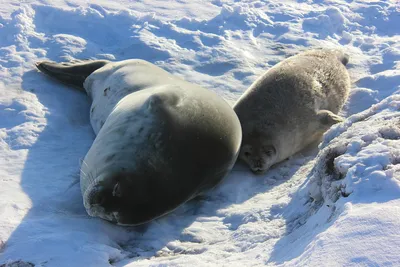 Сотрудники национального парка разбудили спящего на берегу пожилого тюленя  | Куршская Коса - национальный парк