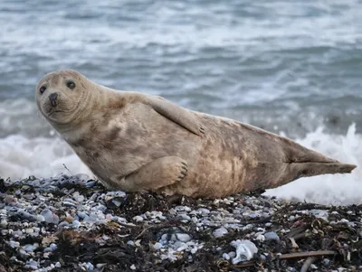 В сети появилось уникальное видео кипрского тюленя-монаха - Новости Кипра
