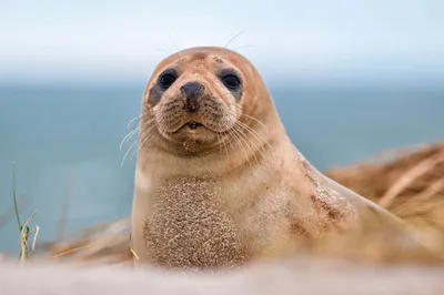 Спасен первый в этом году детеныш тюленя - Delfi RU