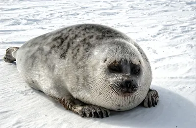 ИИ защитит тюленей и белух – Microsoft | Информация для прессы