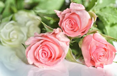 Скачать обои розы, три, розовый, цветы, фото, раздел цветы в разрешении  3000x1950 | Розы, Цветы, Цветок