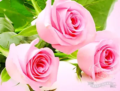 Скачать обои розы, букет, розовые, крупным планом, раздел цветы в  разрешении 1920x1080