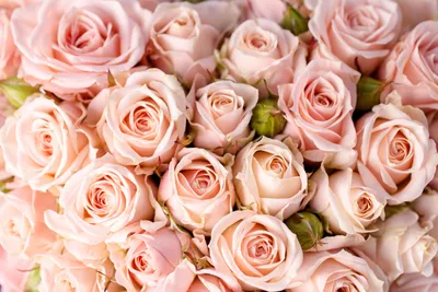 Купить Отдушка \"Свежесрезанные розы\" | EasySoap.com.ua