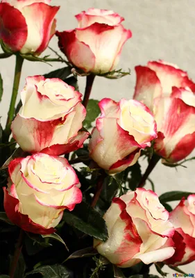 Обои Цветы Розы, обои для рабочего стола, фотографии цветы, розы, бутоны,  роза, много, лепестки, розовые Обои для рабочего стола, скачать обои  картинки заставки на рабочий стол.