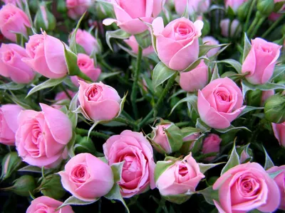 Фотографии розовые Розы Цветы