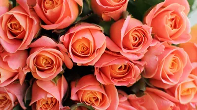 Скачать обои цветы, розы, букет, розовый, бкет роз разрешение 1600x900  #43002