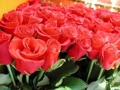 Скачать обои цветы, бутоны, розы, букет, flowers разрешение 1280x720 #138856