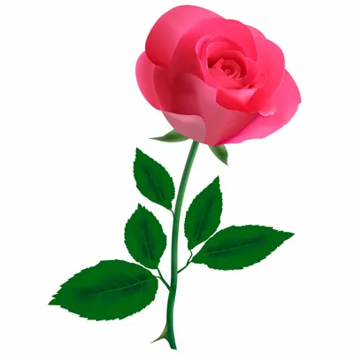 Скачать обои белая, цветок, роза, макро бесплатно для рабочего стола в  разрешении 1920x1200 — ка… | Rosas blancas con frases, Rosas blancas, Rosas  fondo de pantalla
