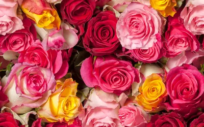 Розы — раскраски для детей скачать онлайн бесплатно